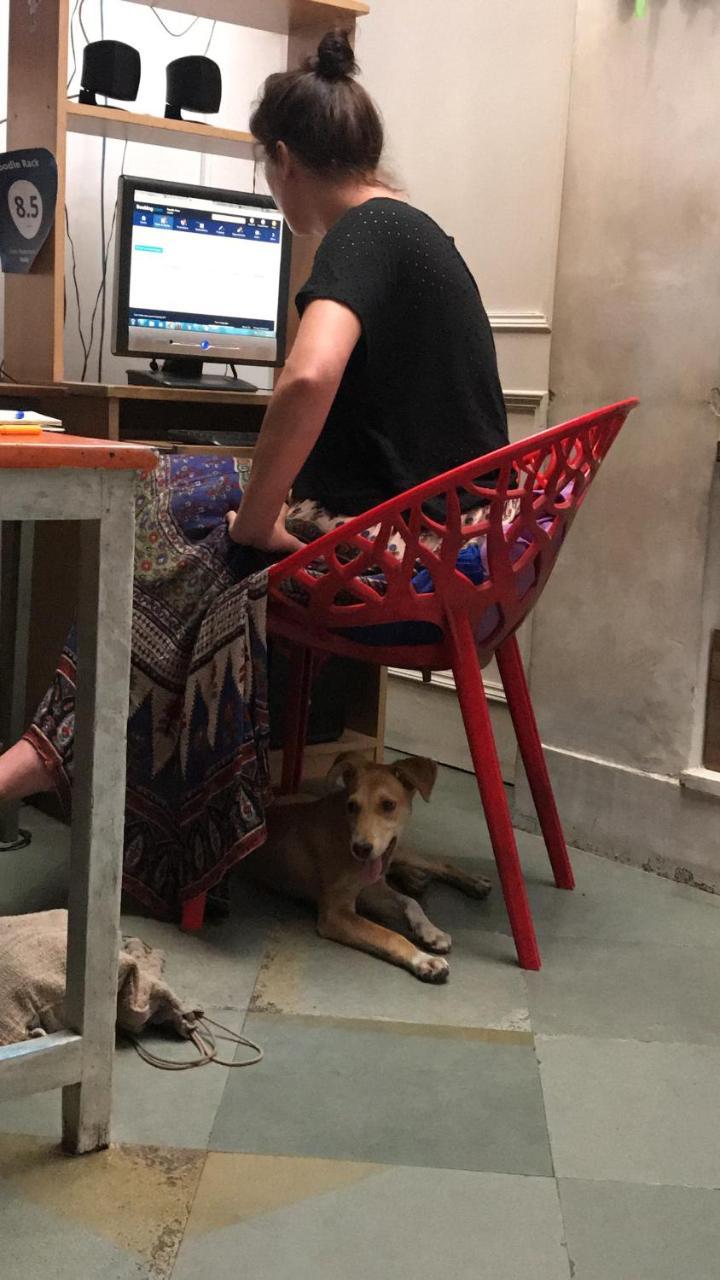Doodle Rack Hostel Τζαϊπούρ Εξωτερικό φωτογραφία